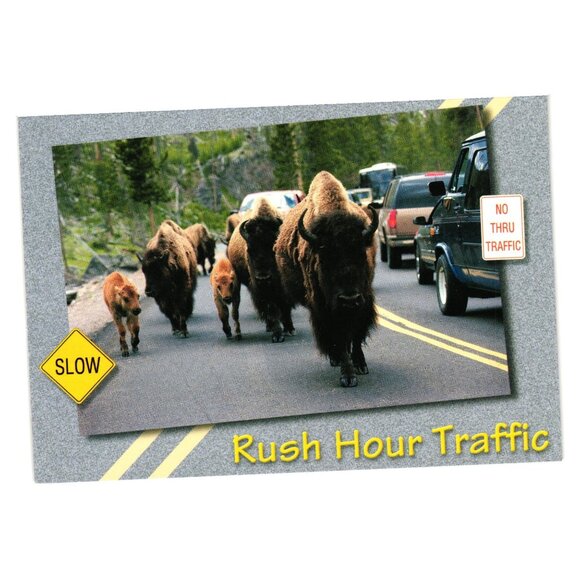 Rush Hour Traffic American Bison Herd Wildlife Scenic Postcard Humor Collectible - Picture 1 of 2